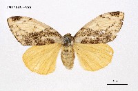 藏品(細紋黃毒蛾)的圖片